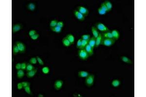 Immunofluorescent analysis of HepG2 cells using ABIN7150156 at dilution of 1:100 and Alexa Fluor 488-congugated AffiniPure Goat Anti-Rabbit IgG(H+L) (APOBEC3F antibody  (AA 139-287))