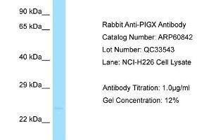 Western Blotting (WB) image for anti-Phosphatidylinositol Glycan Anchor Biosynthesis, Class X (PIGX) (C-Term) antibody (ABIN2788605) (PIGX antibody  (C-Term))
