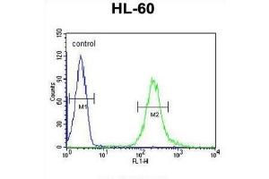 Flow Cytometry (FACS) image for anti-FK506 Binding Protein Like (FKBPL) antibody (ABIN3002248) (FKBPL antibody)