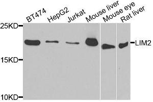 LIM2 antibody  (AA 25-110)