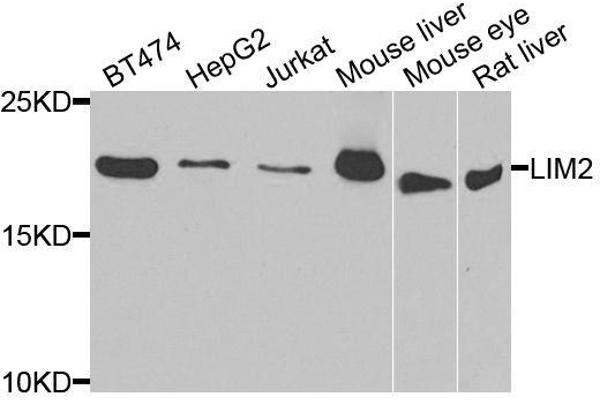 LIM2 antibody  (AA 25-110)