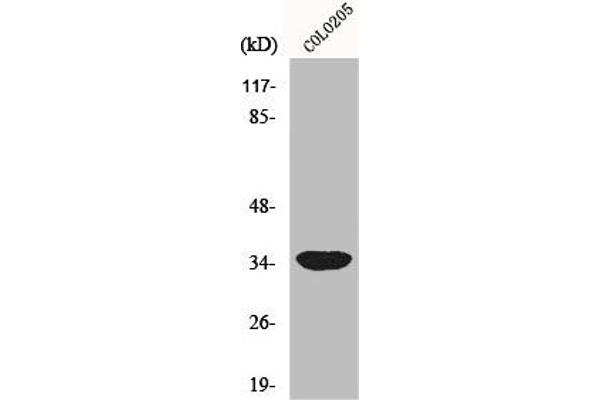 MRPL4 antibody  (Internal Region)