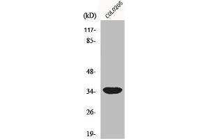 Western Blot analysis of COLO205 cells using MRP-L4 Polyclonal Antibody