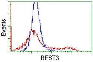 HEK293T cells transfected with either RC218436 overexpress plasmid (Red) or empty vector control plasmid (Blue) were immunostained by anti-BEST3 antibody (ABIN2453885), and then analyzed by flow cytometry. (Bestrophin 3 antibody)