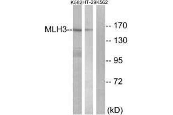 MLH3 antibody