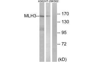 Western blot analysis of extracts from K562 cells and HT-29 cells, using MLH3 antibody.