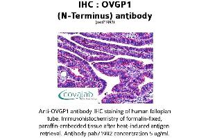 Image no. 1 for anti-Oviductal Glycoprotein 1 (OVGP1) (N-Term) antibody (ABIN1737715) (OVGP1 antibody  (N-Term))