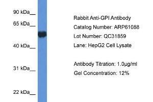 Western Blotting (WB) image for anti-Glucose-6-Phosphate Isomerase (GPI) (C-Term) antibody (ABIN2788668) (GPI antibody  (C-Term))