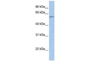 FMO5 antibody used at 1 ug/ml to detect target protein. (FMO5 antibody  (Middle Region))