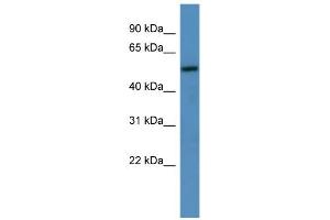 WB Suggested Anti-TM9SF1 Antibody Titration: 0. (TM9SF1 antibody  (C-Term))