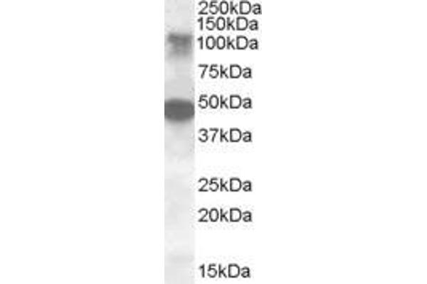 STK11IP antibody  (Internal Region)