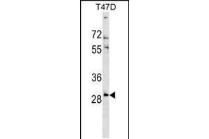 Western blot analysis in T47D cell line lysates (35ug/lane). (RNF138 antibody  (AA 76-103))