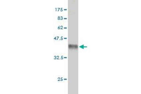 MCF2L antibody  (AA 220-319)