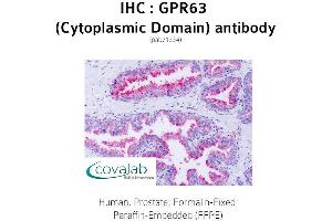 Image no. 1 for anti-G Protein-Coupled Receptor 63 (GPR63) (1st Cytoplasmic Domain) antibody (ABIN1735140) (GPR63 antibody  (1st Cytoplasmic Domain))