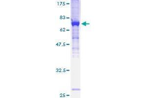 ATP6V1H Protein (AA 1-483) (GST tag)