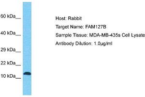 Host: Rabbit Target Name: FAM127B Sample Tissue: Human MDA-MB-435s Whole Cell Antibody Dilution: 1ug/ml (FAM127B antibody  (N-Term))