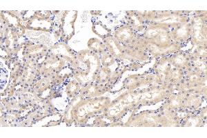 Detection of GRN in Rat Kidney Tissue using Polyclonal Antibody to Granulin (GRN) (Granulin antibody  (AA 44-255))