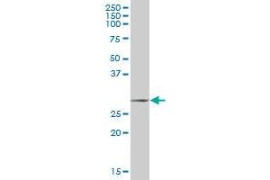 SCGN MaxPab polyclonal antibody. (SCGN antibody  (AA 1-276))