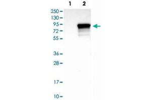 Western Blot analysis of Lane 1: negative control (vector only transfected HEK293T cell lysate) and Lane 2: over-expression lysate (co-expressed with a C-terminal myc-DDK tag in mammalian HEK293T cells) with SYVN1 polyclonal antibody .