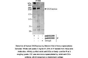 Image no. 1 for anti-Capicua antibody (ABIN363608) (Capicua antibody)