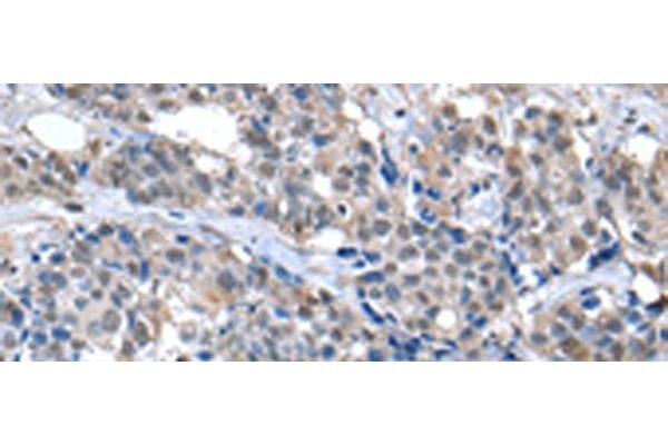 ZFP2 antibody