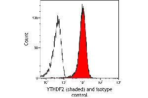 anti-YTH Domain Family, Member 2 (YTHDF2) (AA 300-350) antibody