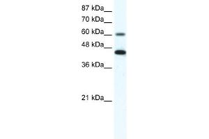 Annexin A6 antibody used at 1. (ANXA6 antibody  (N-Term))