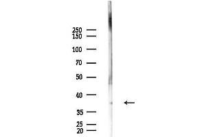Western blot analysis of lysates from Mouse testis, using OR5 Antibody at 1/1000 dilution.