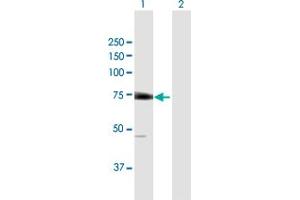EIF2D anticorps  (AA 1-584)