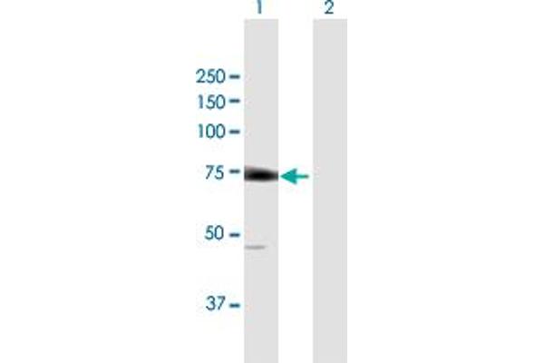EIF2D anticorps  (AA 1-584)