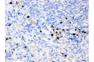 Anti- Lipocalin 2 Picoband antibody, IHC(P) IHC(P): Rat Spleen Tissue (Lipocalin 2 antibody  (AA 21-198))