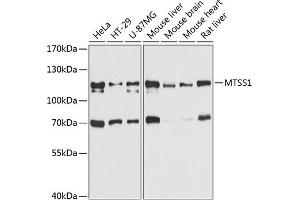Western blot analysis of extracts of various cell lines, using MTSS1 antibody (ABIN6129051, ABIN6144182, ABIN6144183 and ABIN6215391) at 1:3000 dilution. (MTSS1 antibody  (AA 630-730))
