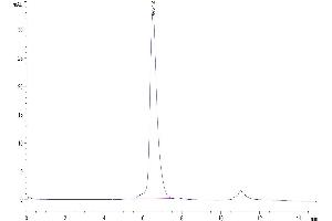 The purity of Human BAFF is greater than 95 % as determined by SEC-HPLC. (BAFF Protein (AA 134-285) (Fc Tag))