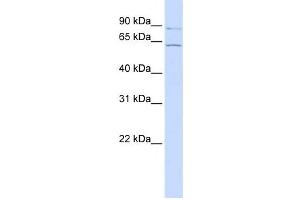 Western Blotting (WB) image for anti-Atlastin GTPase 2 (ATL2) antibody (ABIN2459329) (ATL2 antibody)