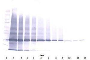 Image no. 2 for anti-Interleukin 25 (IL25) antibody (ABIN465525) (IL-25 antibody)