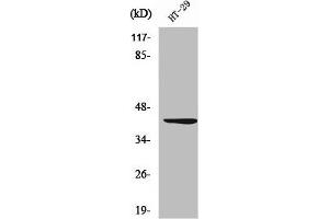 Western Blot analysis of HT29 cells using Wnt-1 Polyclonal Antibody (WNT1 antibody  (C-Term))
