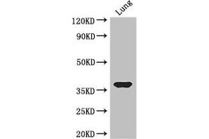 Western Blot Positive WB detected in: Mouse lung tissue All lanes: HOXD9 antibody at 3.