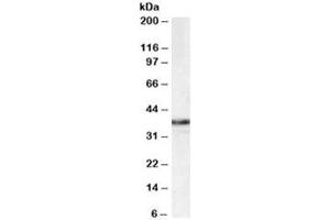 Western blot testing of HEK293 lysate with MPG antibody at 1ug/ml. (MPG antibody)
