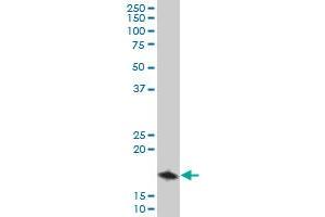 TOMM22 antibody  (AA 1-142)