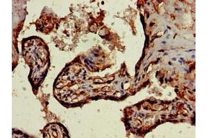Immunohistochemistry of paraffin-embedded human placenta tissue using ABIN7169773 at dilution of 1:100