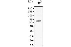 Western Blotting (WB) image for anti-T-Box 18 (TBX18) (C-Term) antibody (ABIN7272987) (T-Box 18 antibody  (C-Term))