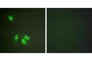 Peptide - +Immunofluorescence analysis of HeLa cells, using hnRPD (Ab-83) antibody. (HNRNPD/AUF1 antibody  (Ser83))