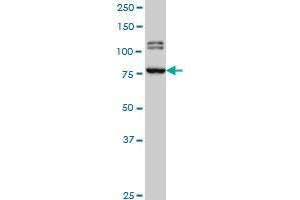 BRD3 antibody  (AA 418-556)