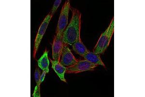 Immunofluorescence analysis of NIH/3T3 cells using PAPLN mouse mAb (green). (PAPLN antibody  (AA 766-870))