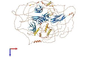 PALLD Protein (AA 1-1408) (His tag)