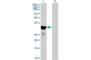 Western Blot analysis of HICE1 expression in transfected 293T cell line by HICE1 MaxPab polyclonal antibody. (NYS48/HAUS8 antibody  (AA 1-248))