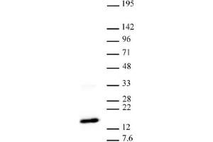 Western blot of Histone H3 trimethyl Lys27 antibody. (Histone 3 antibody  (H3K27me3))