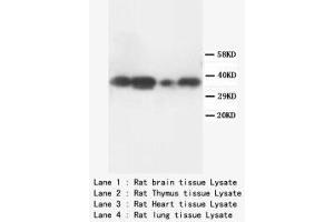 Image no. 2 for anti-Tumor Necrosis Factor, alpha-Induced Protein 1 (Endothelial) (TNFAIP1) (N-Term) antibody (ABIN1495136) (TNFAIP1 antibody  (N-Term))