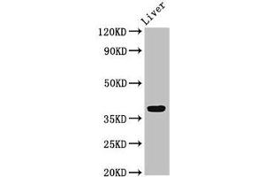 Western Blot Positive WB detected in: Rat liver tissue All lanes: APOH antibody at 3. (APOH antibody  (AA 119-345))
