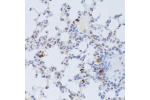 Immunohistochemistry of paraffin-embedded mouse lung using FCN1 Antibody. (FCN1 antibody  (AA 30-326))